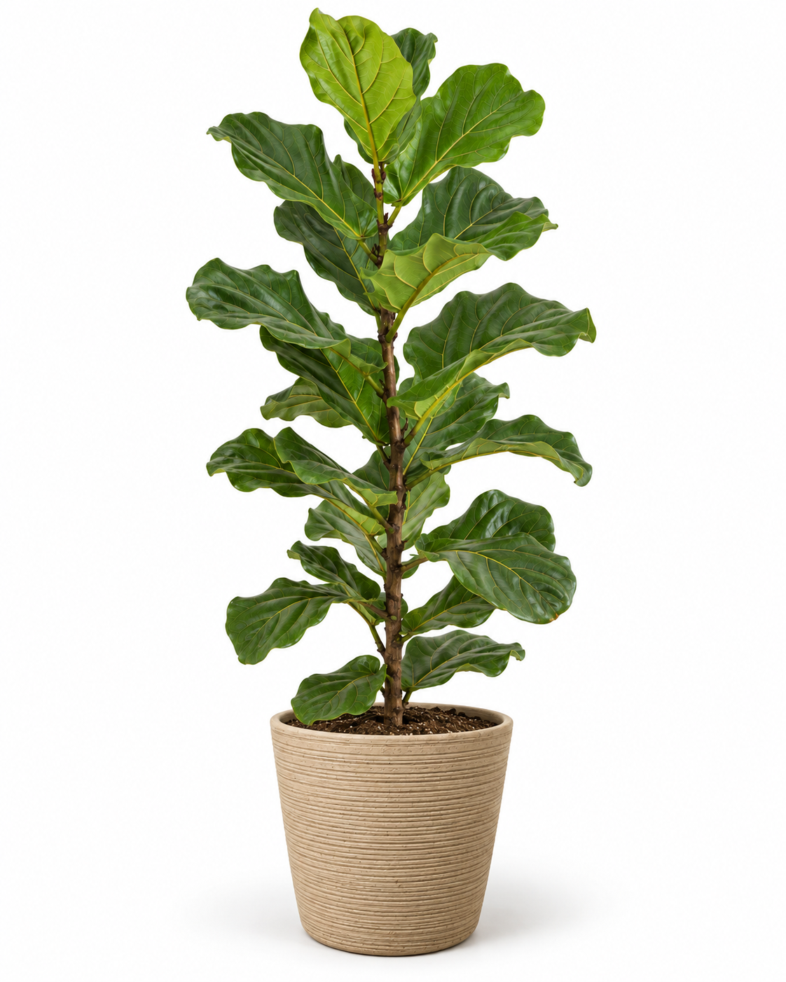 Ficus Pandurata 140 cm