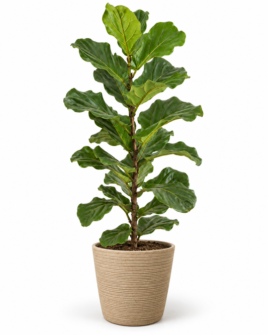 Ficus Pandurata 140 cm