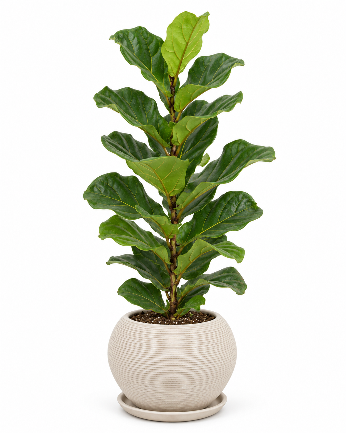 Ficus Pandurata Bambino 80 cm