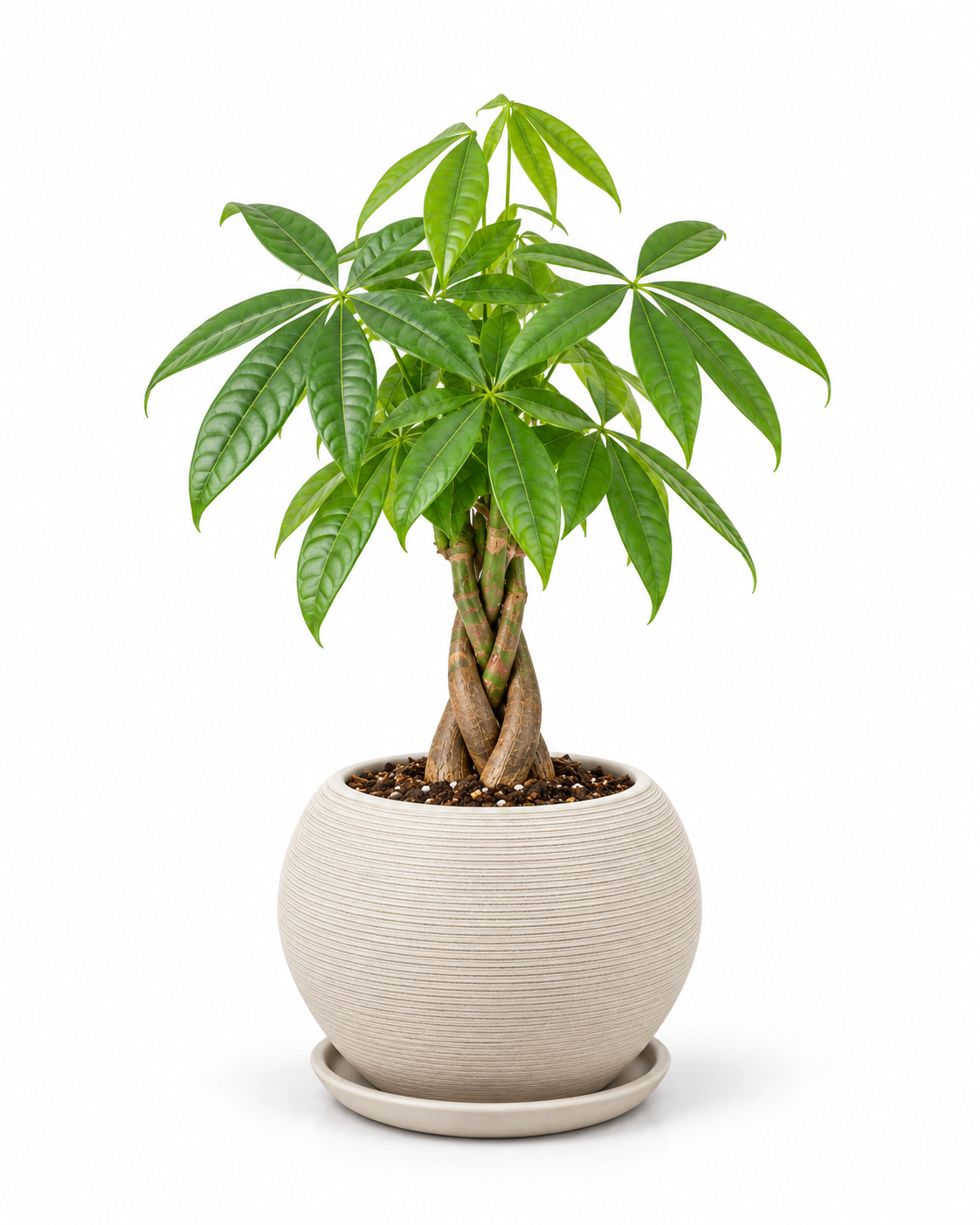 Pachira 40 cm