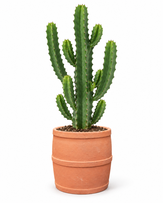 Cactus Candelabro 60 cm
