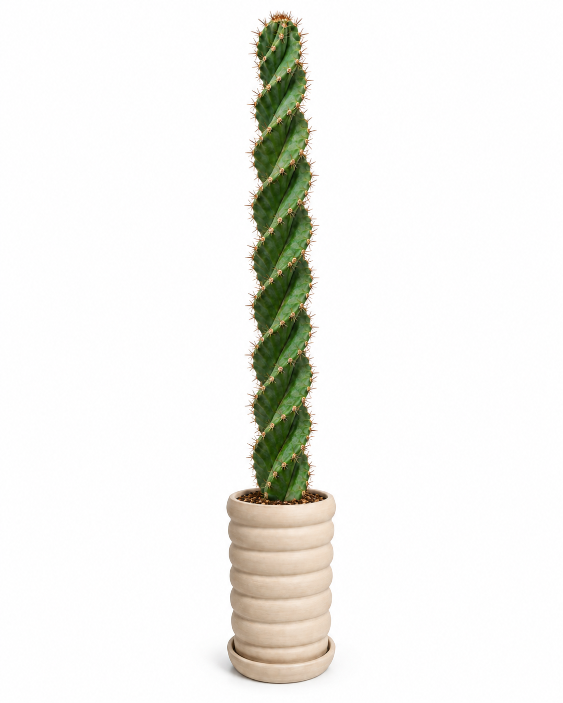 Cactus Tornillos 130 cm