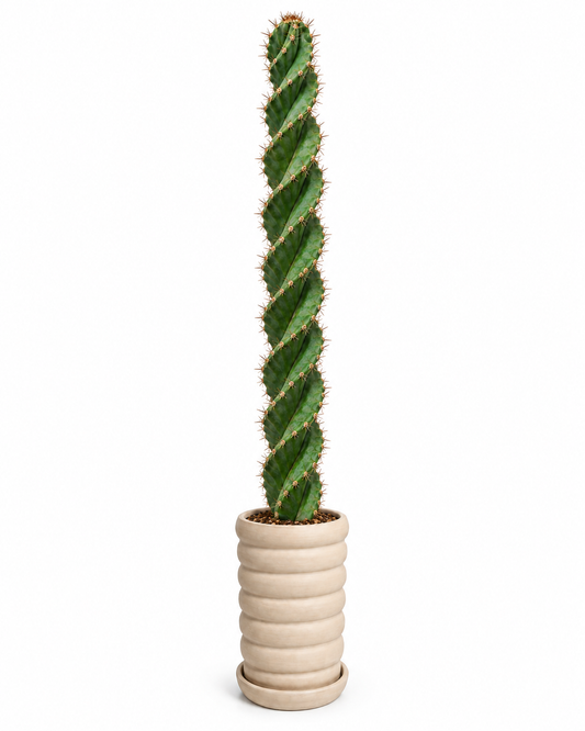 Cactus Tornillos 130 cm