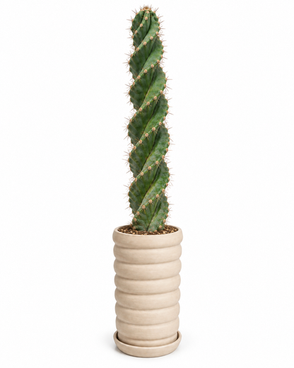 Cactus Tornillos 170 cm