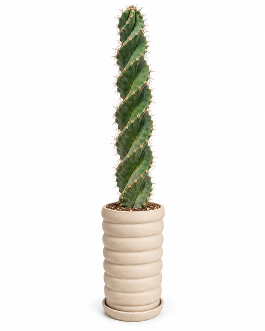 Cactus Tornillos 170 cm