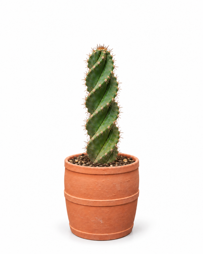 Cactus Tornillos 60 cm