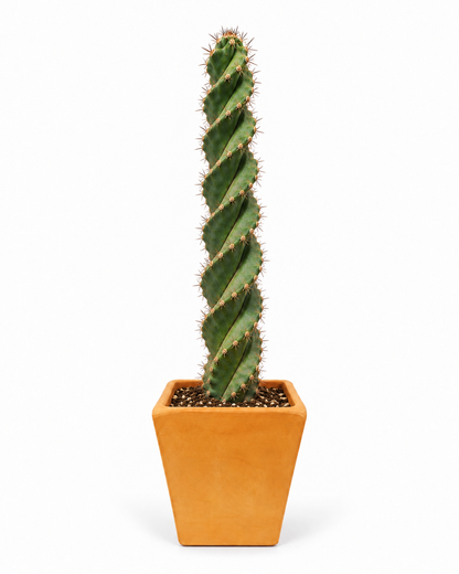 Cactus Tornillos 90 cm