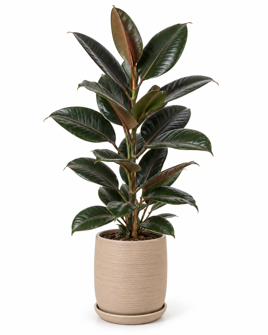Caucho Negro 80 cm