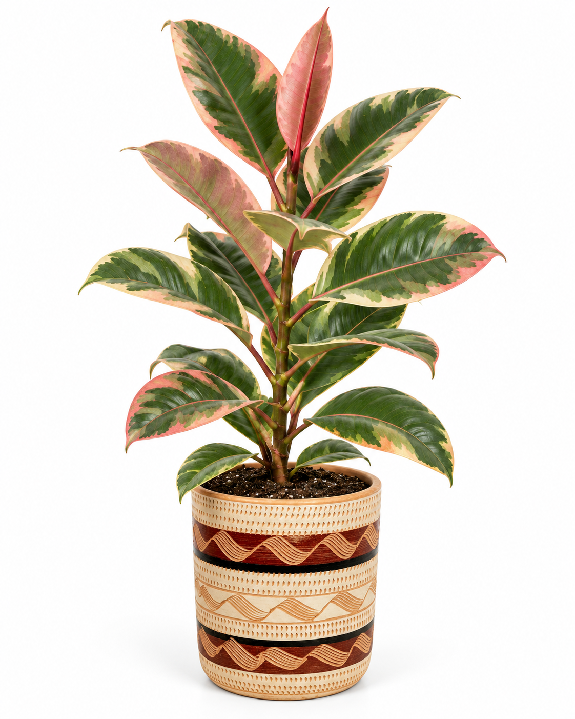 Caucho Rosado 80 cm