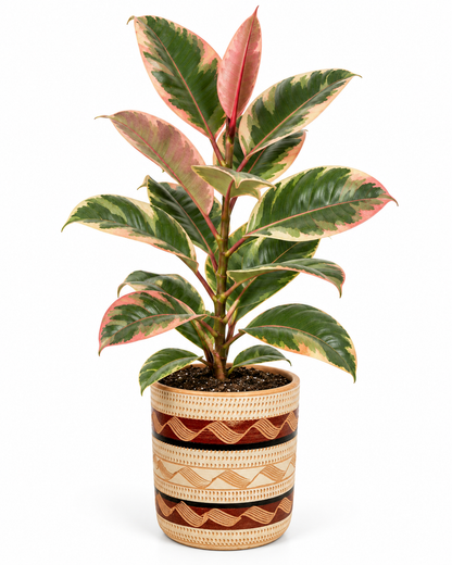Caucho Rosado 80 cm