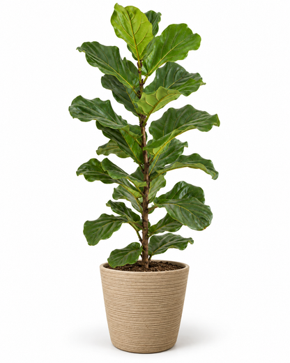 Ficus Pandurata 140 cm