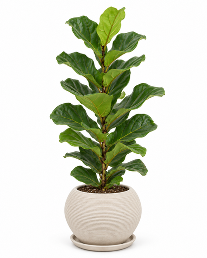 Ficus Pandurata Bambino 80 cm