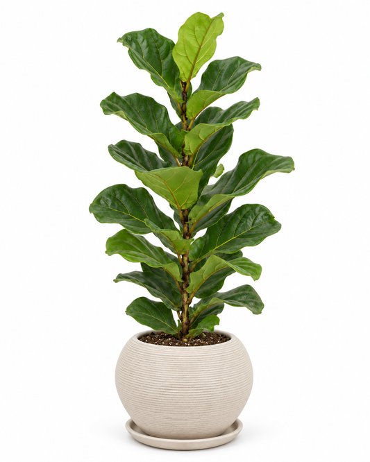 Ficus Pandurata Bambino 80 cm