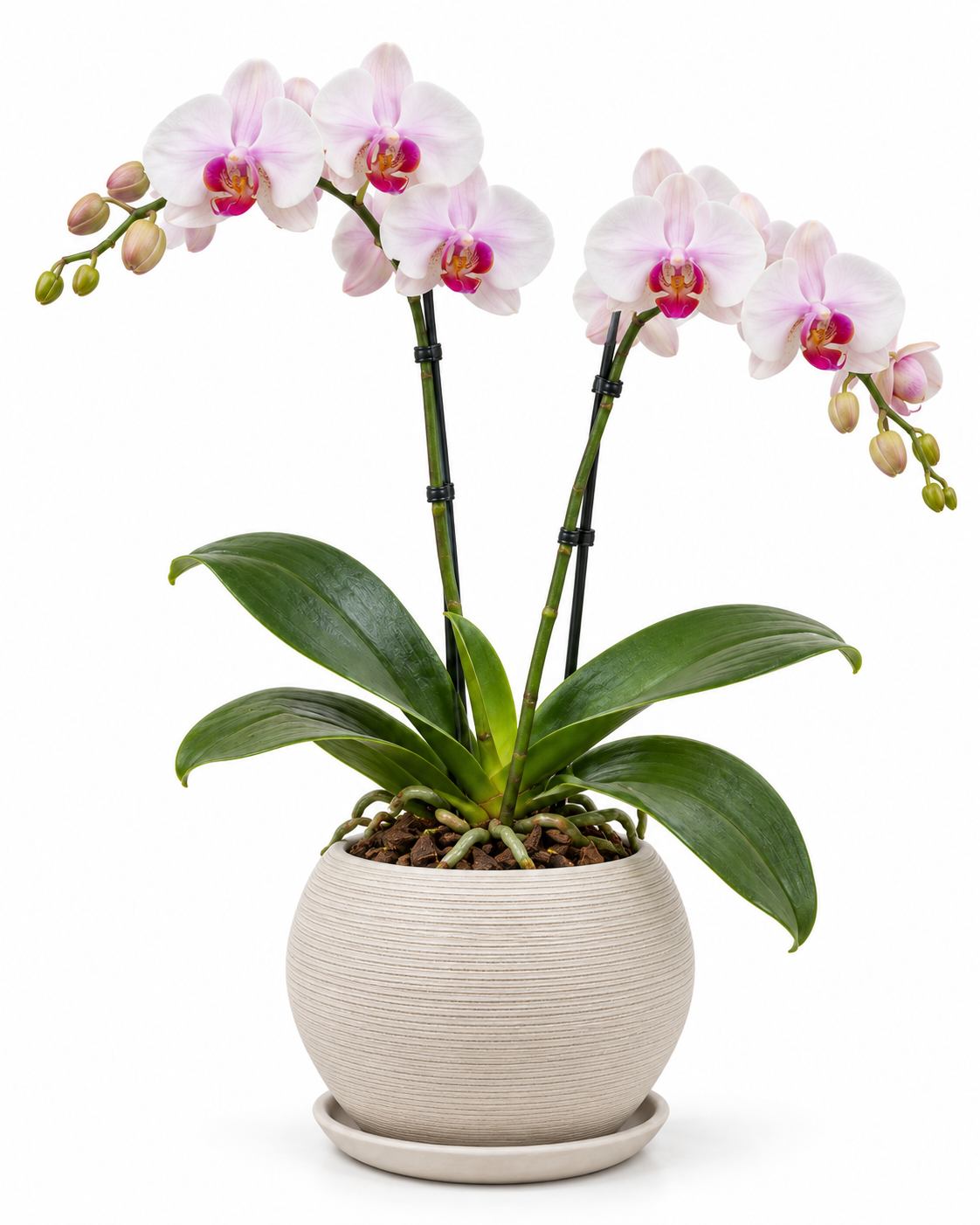 Orquídea Phalaenopsis 2 varas