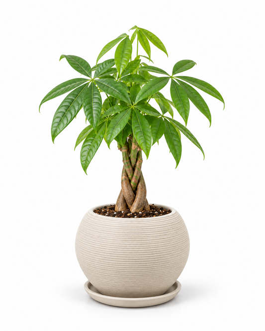 Pachira 40 cm