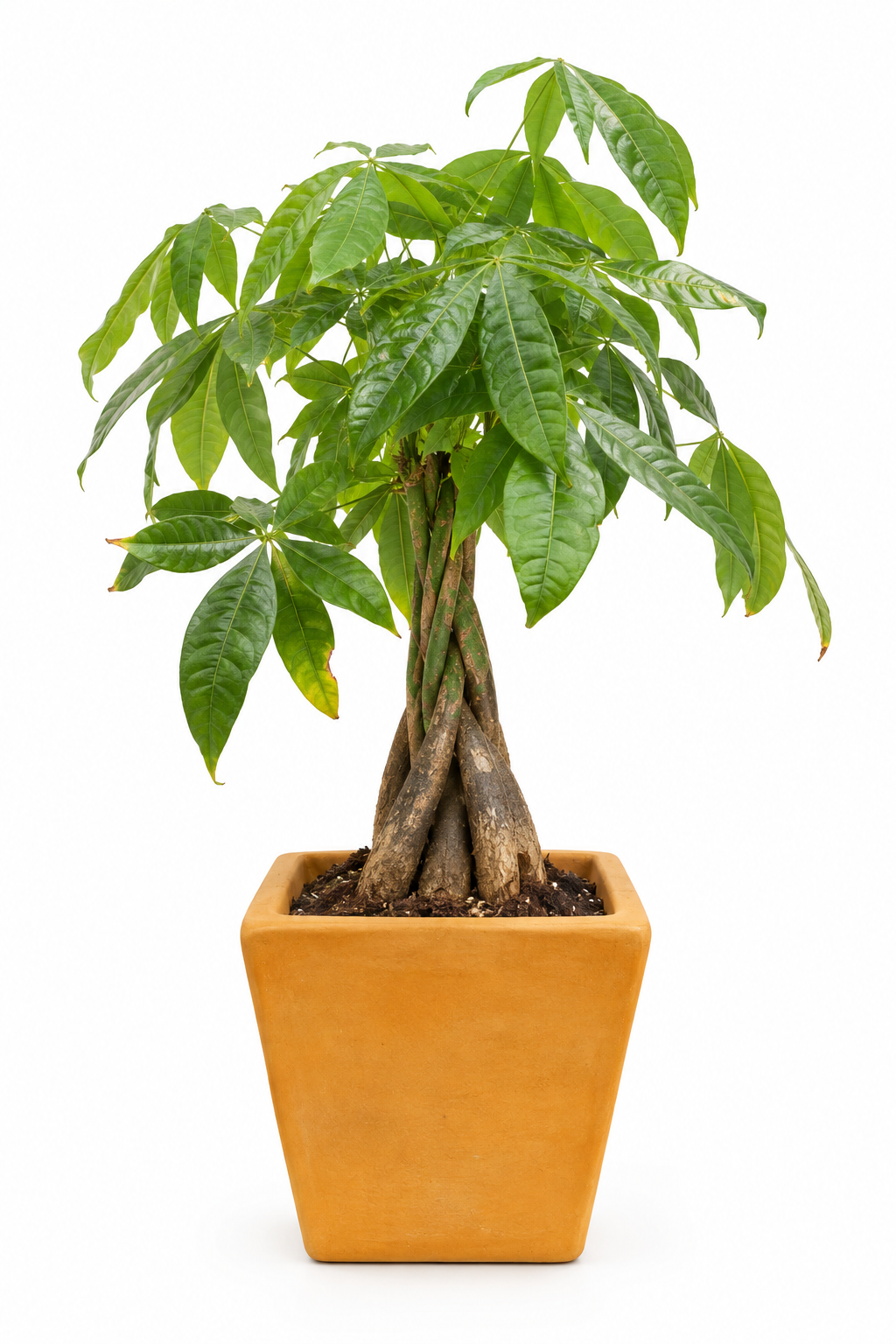 Pachira 70 cm