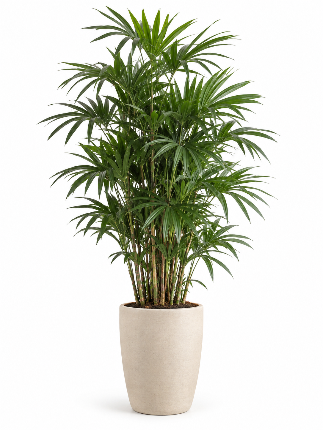 Palma Raffiis 140 cm