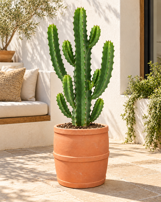 Cactus Candelabro 60 cm