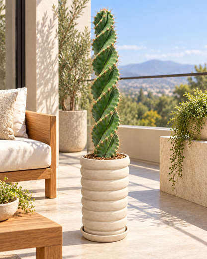 Cactus Tornillos 170 cm