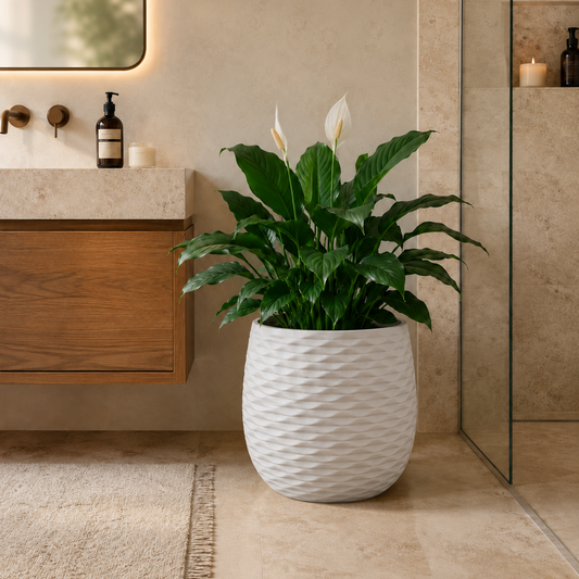 Piña Grande Blanca T10