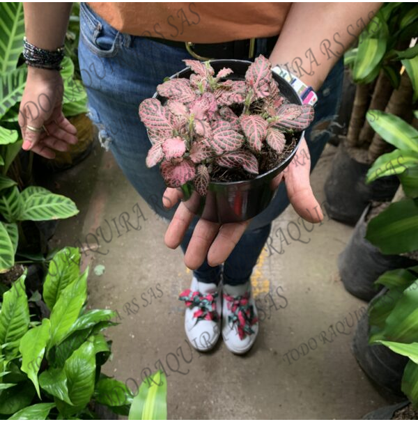 Abre caminos / Destrancadera