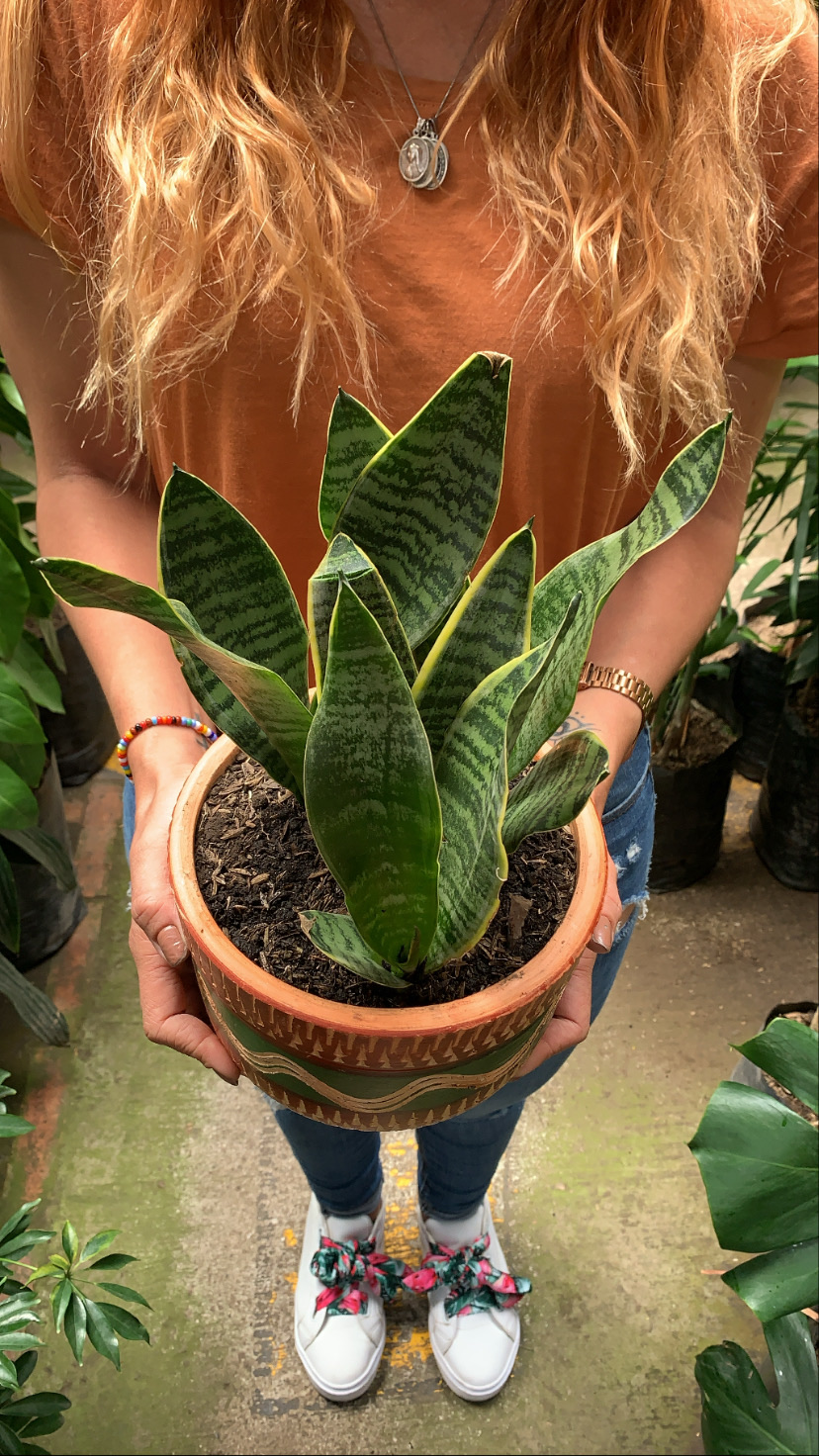 Sansevieria nido de pájaro