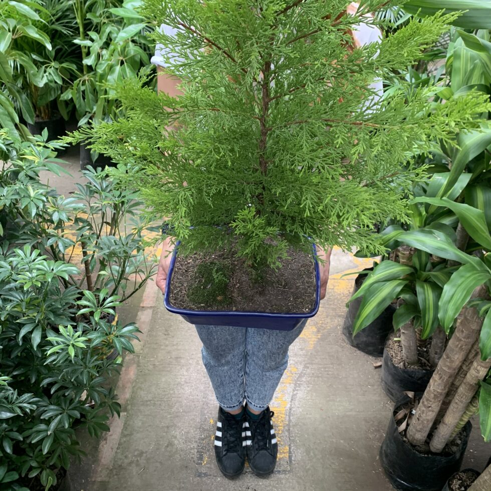 Cupressus Macrocarpa