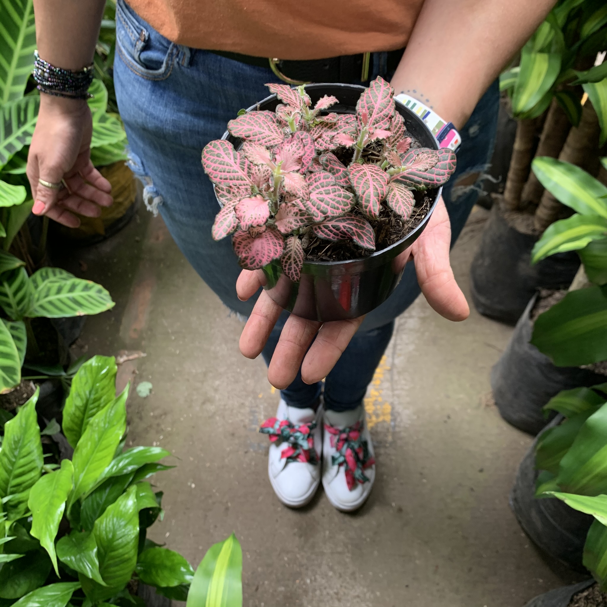 Planta Abre Caminos Para Que Sirve Abre caminos / Destrancadera | Todo Ráquira