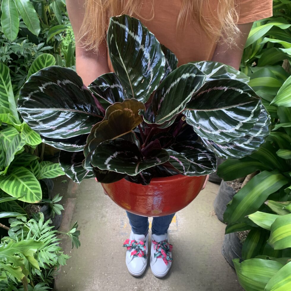 Calathea Medallión